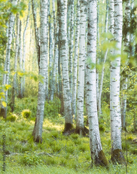 Obraz birch forest in spring