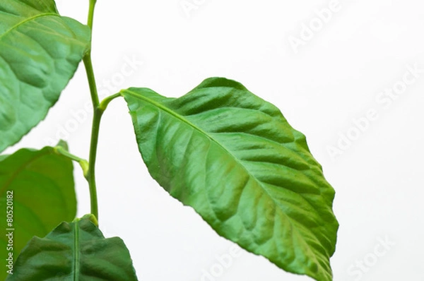 Fototapeta Lemon tree leaf in close up view