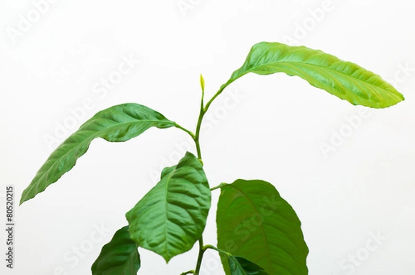 Fototapeta Young lemon tree in growing