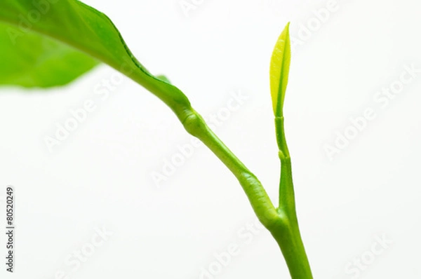 Fototapeta Young lemons tree leaf in growing