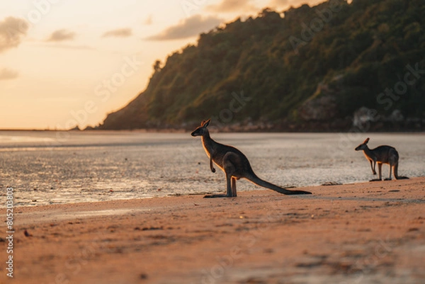 Fototapeta Kangaroo Wallaby at the beach during sunrise in cape hillsborough national park, Mackay. Queensland, Australia.