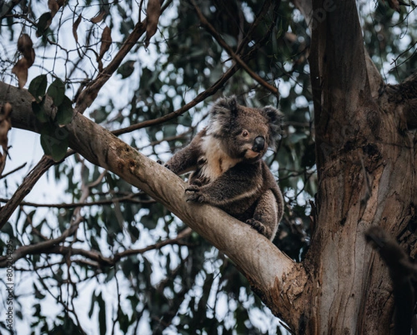 Fototapeta Koala in the wild with gum tree on the Great Ocean Road, Australia. Somewhere near Kennet river. Victoria, Australia.