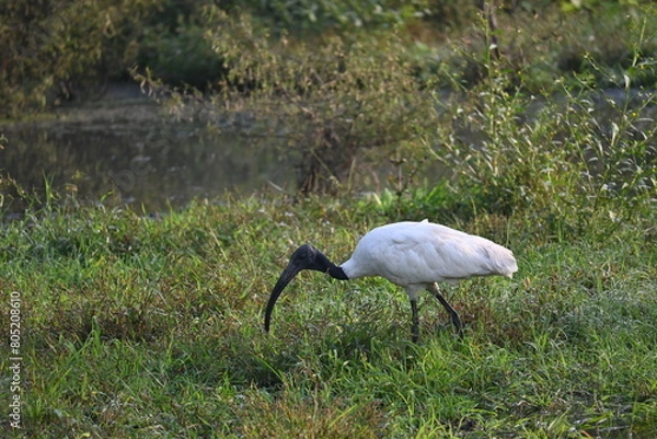 Obraz A black headed ibis is seen foraging in a swamp patch near a semi urban area