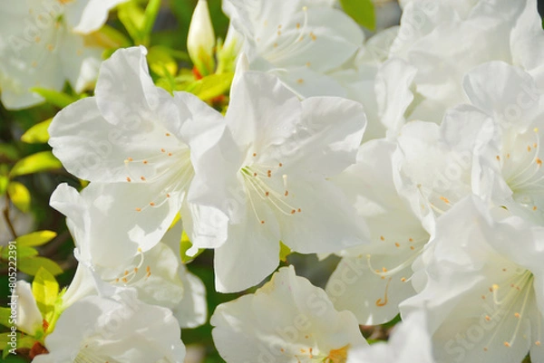 Obraz ツツジ/ flower