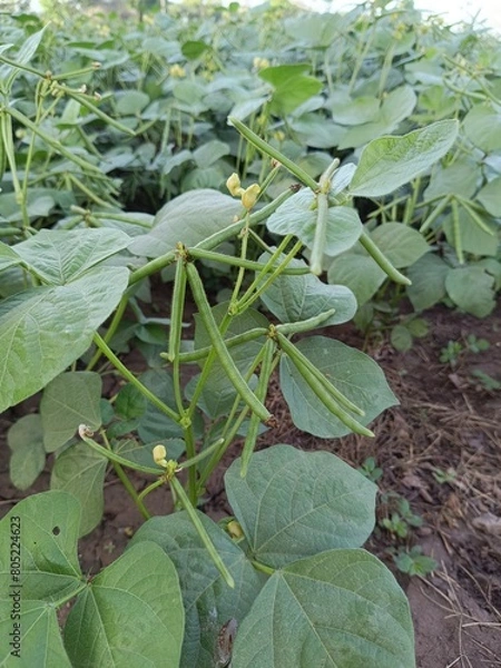 Fototapeta Green Mung bean crop close up in agriculture field, Mung bean green pods (Vigna radiata) and mung bean leaves on the mung bean stalk