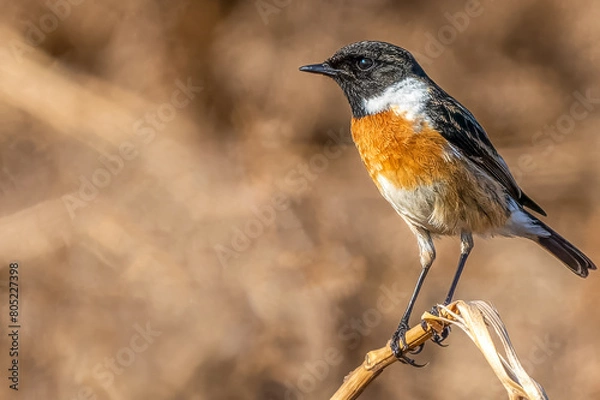 Obraz Extreme close up of a stonechat on bracken