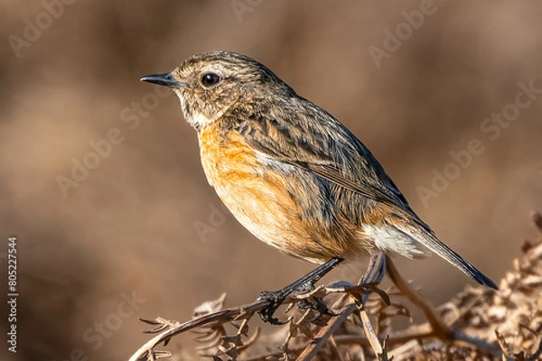 Fototapeta Extreme close up of a stonechat on bracken