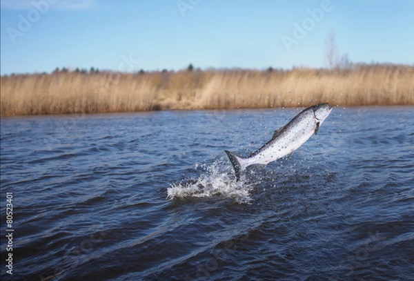 Obraz jumping out from water salmon