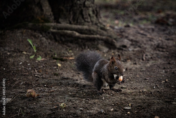 Fototapeta Brown squirrel in the forest holding a peanut in its shell