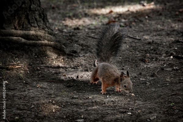 Fototapeta Red squirrel in the forest holding a peanut in its paws