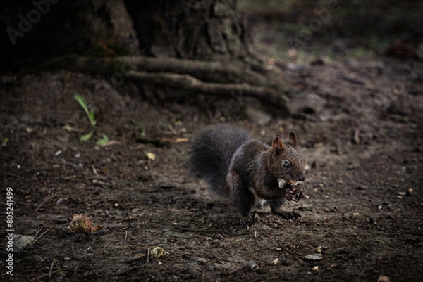Fototapeta Brown squirrel in the forest holding a peanut in its shell