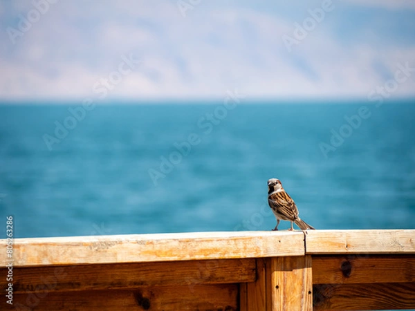 Fototapeta Sparrow enjoying the view over the Dead Sea in Israel