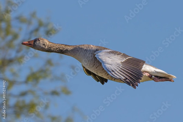 Fototapeta Extreme close up of greylag Goose in flight in high resolution