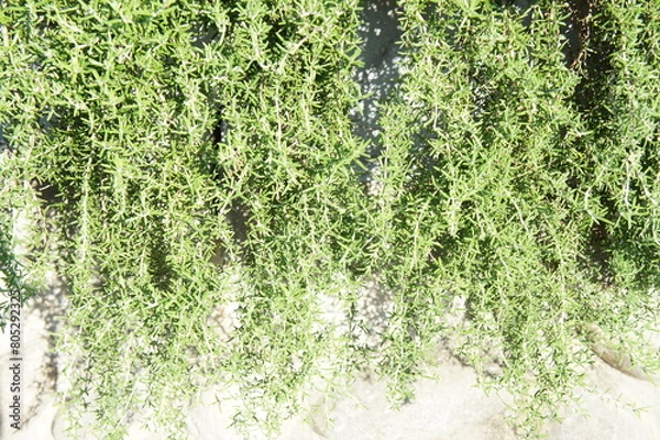 Obraz ローズマリー