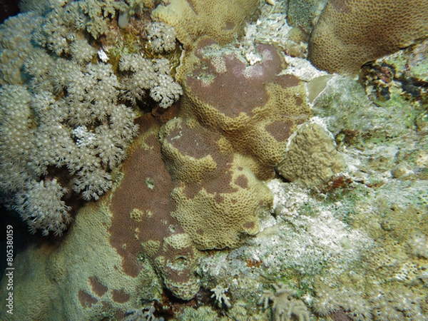 Obraz Gardineroseris planulata with Dark Spot Disease