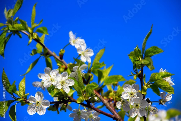 Obraz - cherry branch on sky background