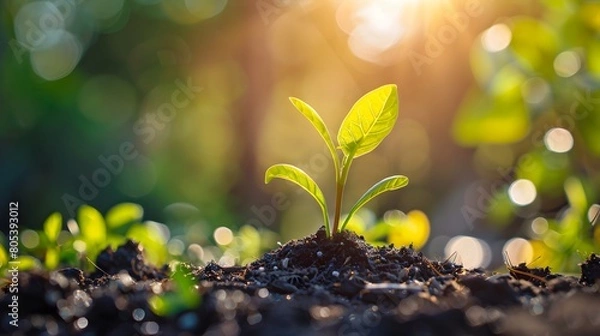 Fototapeta A small green sprout emerges from the soil, with sunlight shining through it, symbolizing new life and growth. 