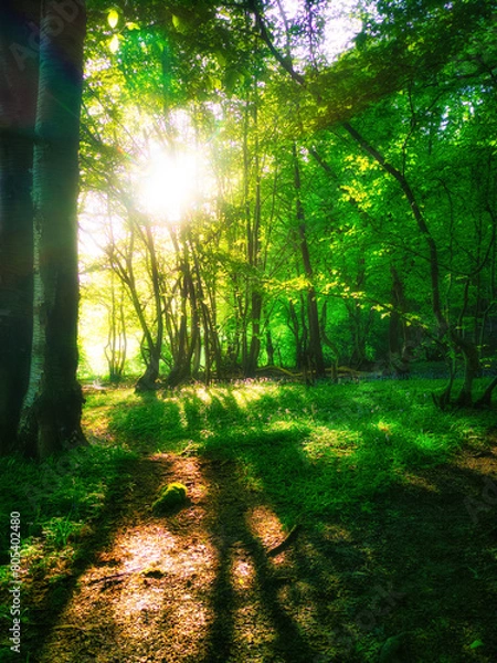 Obraz Sunrise through the trees