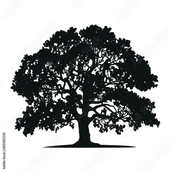 Obraz vector hand drawn oak tree silhouette