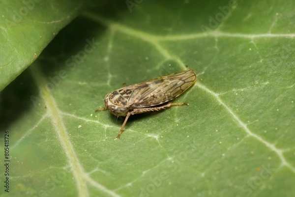 Obraz Leafhopper Idiocerus herrichii on a leaf