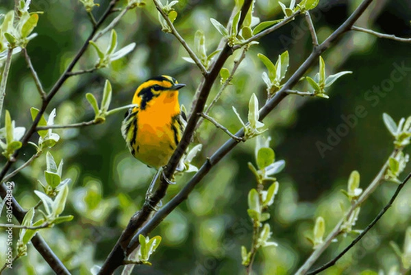 Fototapeta Blackburnian Warbler