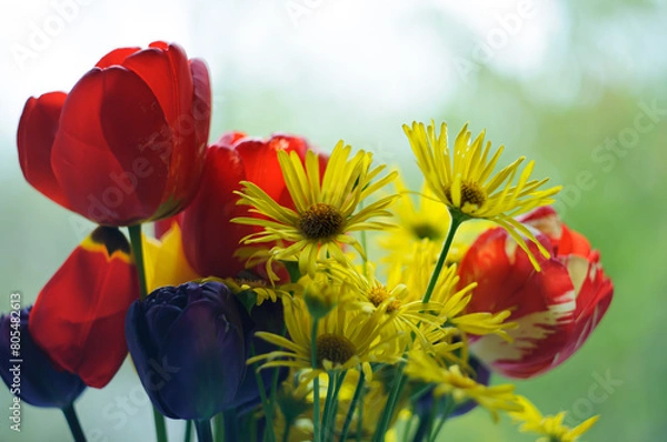 Obraz red and yellow tulips