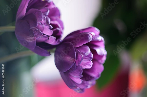 Obraz purple iris flowers