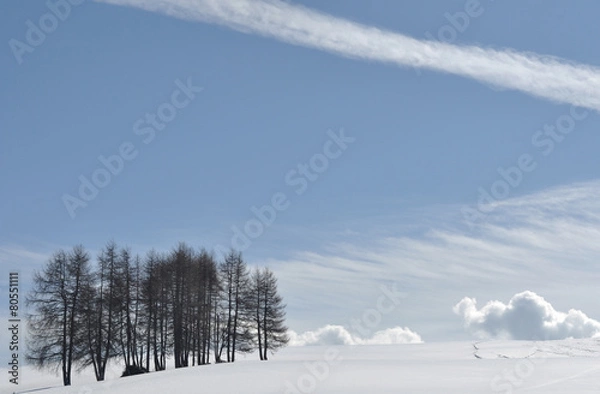 Obraz larici contro il cielo