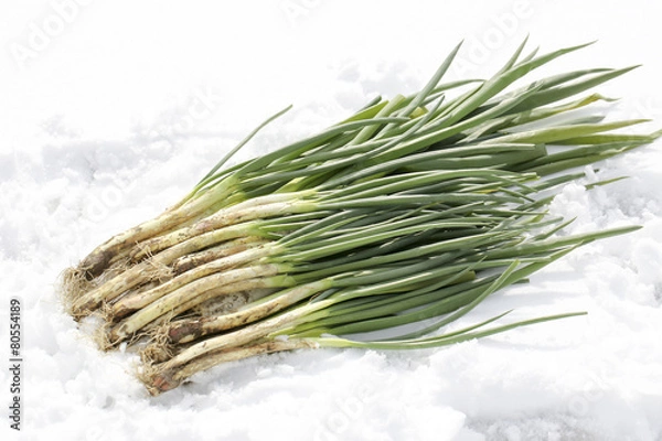 Obraz 雪下野菜　ワケギ