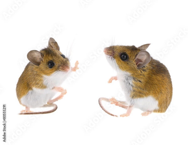 Obraz Myszy jeleni - mysz Peromyscus