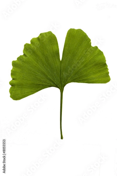 Obraz ginkgo