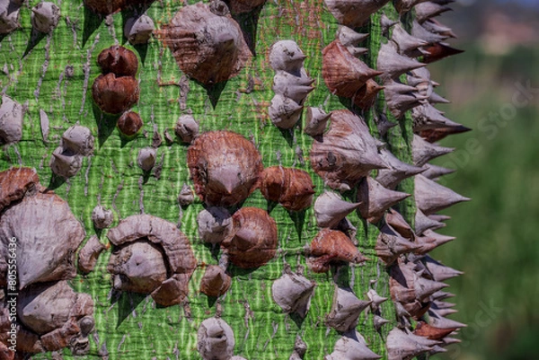 Fototapeta thorns from the trunk of the Ceiba insignis tree