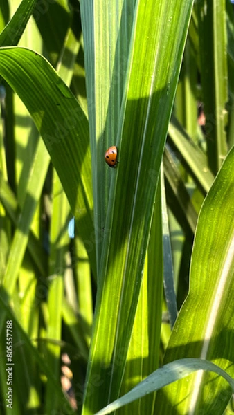 Obraz A Ladybug on green leaf