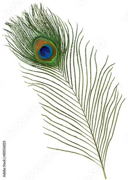 Obraz Peacock Feather
