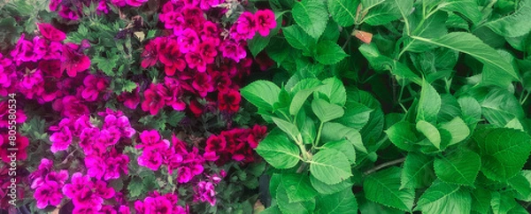Obraz grass and flowers
grass in the garden