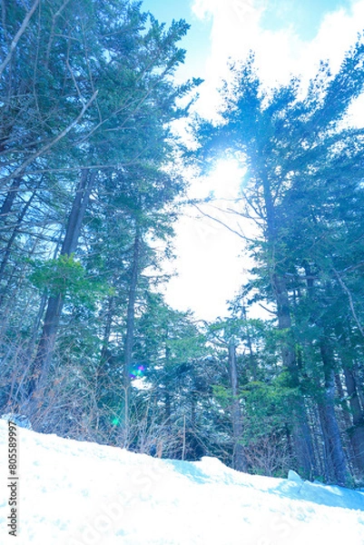 Fototapeta 青空の林間コース、晴れた日のゲレンデ