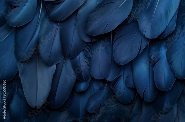 Fototapeta Blue feather texture close-up