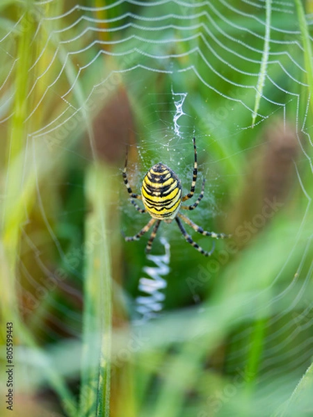 Fototapeta spider on the web
