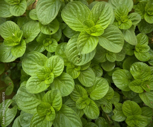 Obraz green leaves background