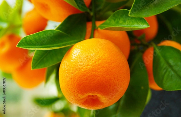 Obraz oranges