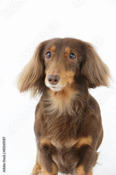 Fototapeta ミニチュアダックス