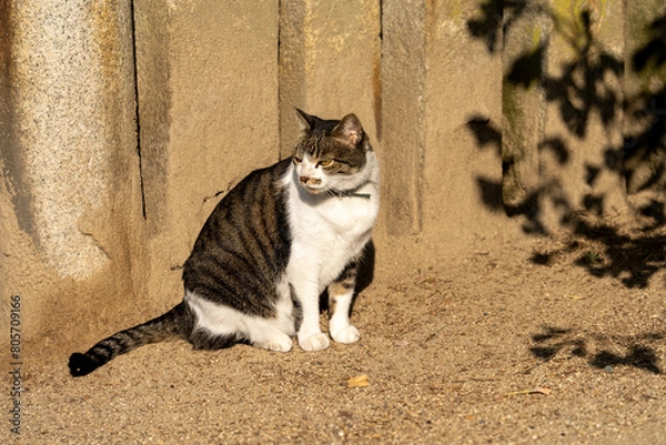 Fototapeta 尾道の道で出会った1匹の猫