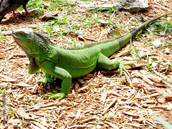 Fototapeta GREEN IGUANA RUNNING