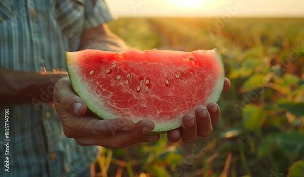 Fototapeta A farmer holding a piece of watermelon in their hands in a field. Generative AI