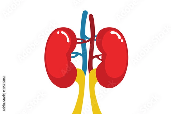 Fototapeta The kidneys are two reddish-brown bean-shaped blood-filtering organs that are a multilobe multibacillary form of mammalian kidney, usually without signs of external lobulation.