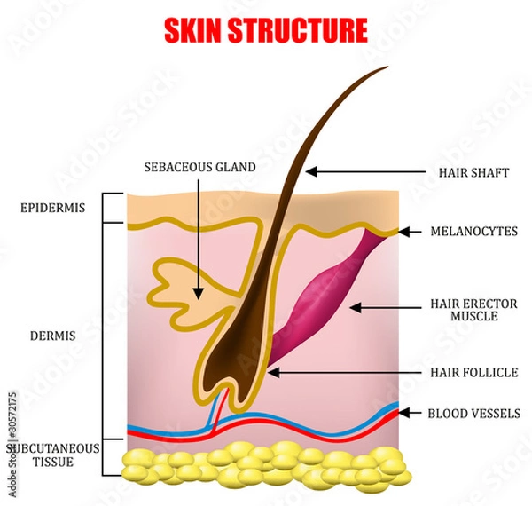 Obraz Skin structure