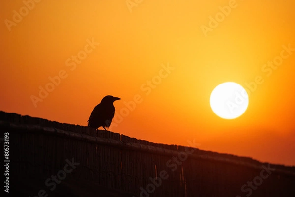 Obraz 夕日とカラスのシルエット