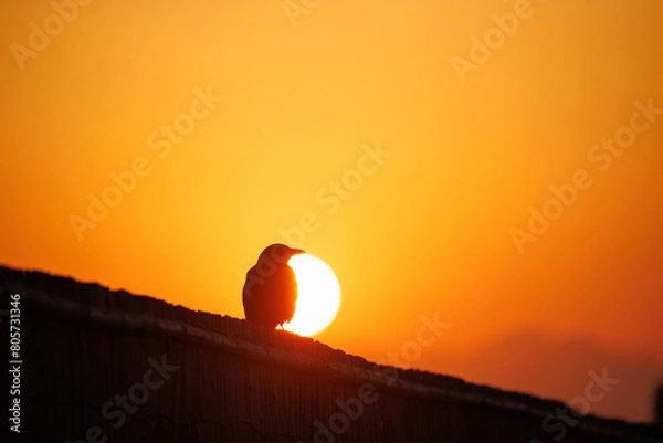 Obraz 夕日とカラスのシルエット