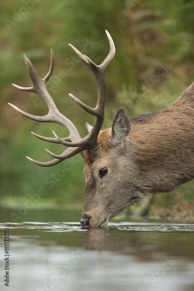 Fototapeta Red deer - Cervus elaphus