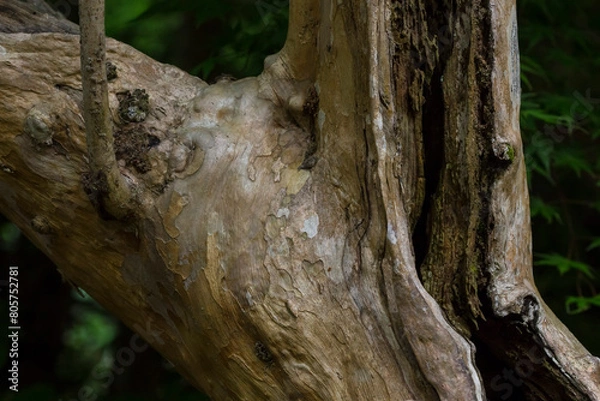 Fototapeta 森の木の樹皮や根の風景